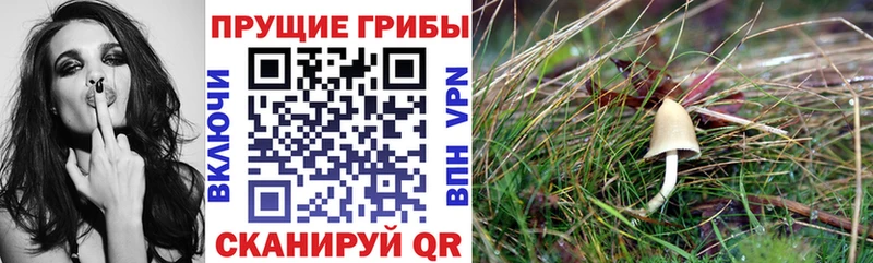 Галлюциногенные грибы ЛСД  Кохма 